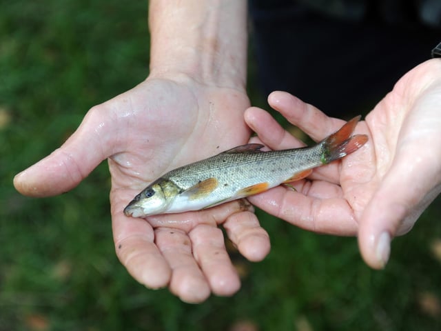 The Canal & River Trust is holding a free session teaching attendees how to fish as part of its Let’s Fish! campaign on October 28, from 10am to 4.15pm, at the
Sheffield & Tinsley Canal off Tinsley Park Road. (https://www.facebook.com/events/360318151981318)