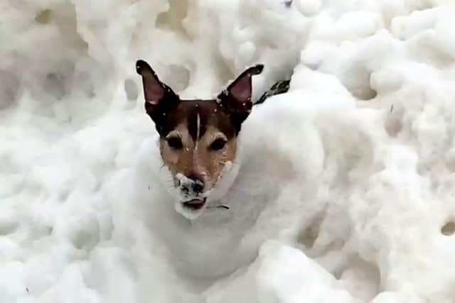 This adorable video captured the moment a dog searching for his ball nearly disappeared on a beach after getting lost in a pile of thick sea foam.