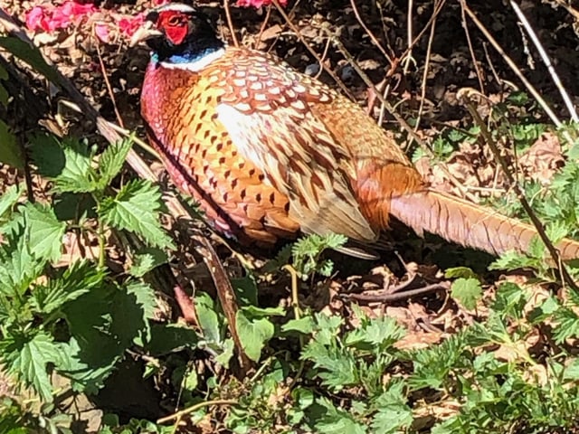 Pheasant at Wentworth Castle by Rita Hodkin