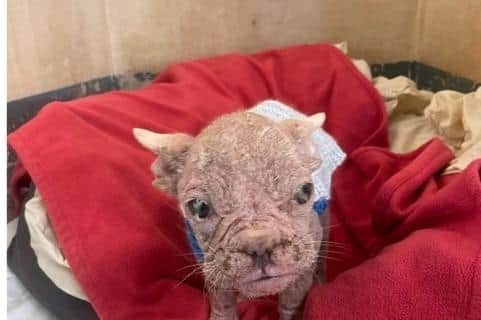 A small dog was lucky to be found after being abandoned in an "isolated" South Yorkshire quarry. Image: RSPCA South Yorkshire Animal Centre