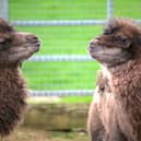 The two Bactrian baby camels which have been born at Yorkshire Wildlife Park. Photo: Yorkshire Wildlife Park/PA