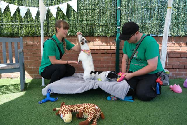 Thornberry Animal Sanctuary has shared their top tips to keep dogs happy and cool in the hot weather.