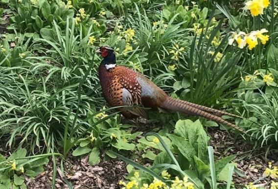 Ricky Collinson spotted this pheasant at Wentworth Woodhouse.
