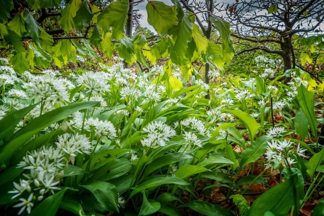 There is a wonderful carpet of wild garlic underneath the beech hedging at The Alnwick Garden, May 2020. Picture by Jane Coltman