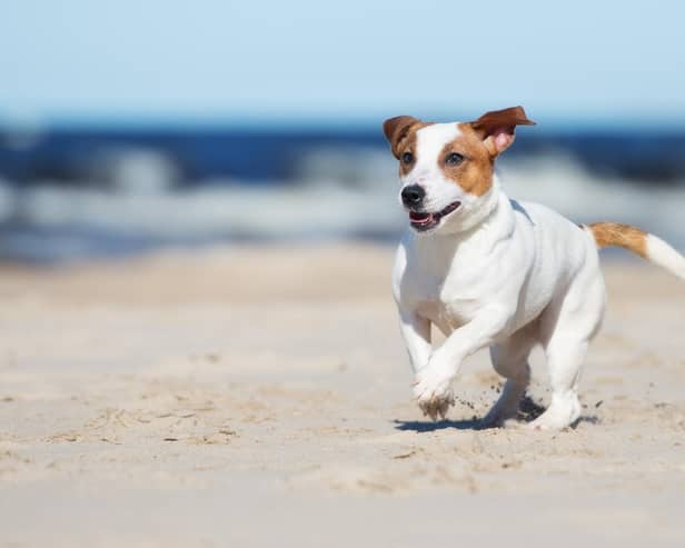 Where to take your dog on the beach this summer