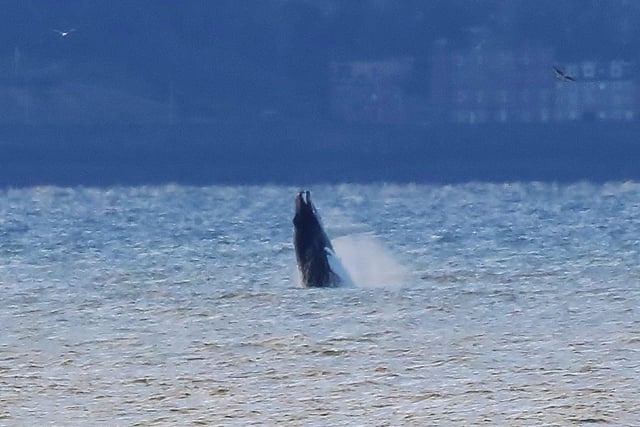 Allan Brown captured the moment the humpback made a surprise breach.
