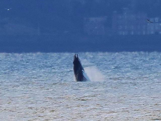 Allan Brown captured the moment the humpback made a surprise breach.