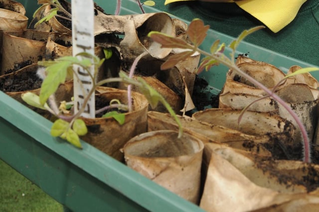 Sharpen Your Spades suggested cutting four flaps into toilet roll and fold them together to form a base. 
"Fill the seed pots with some good seed compost and sow your seeds. The pots hold up really well. They can take watering without falling apart."