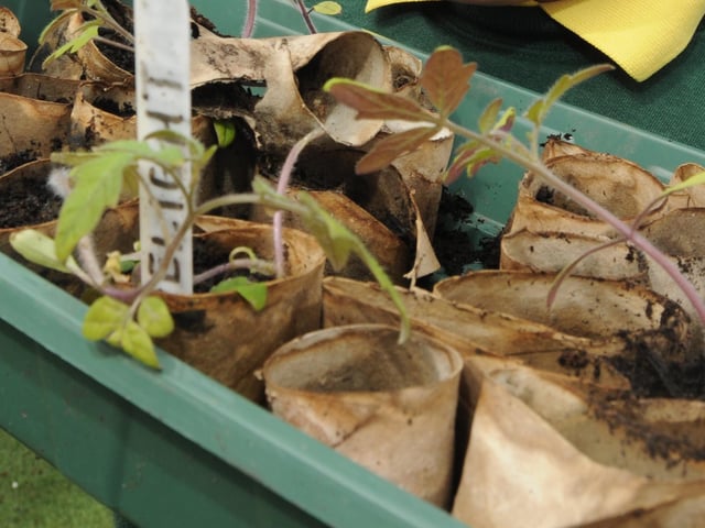 Sharpen Your Spades suggested cutting four flaps into toilet roll and fold them together to form a base. 
"Fill the seed pots with some good seed compost and sow your seeds. The pots hold up really well. They can take watering without falling apart."