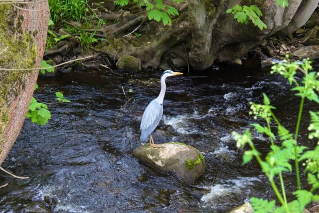 Nicole Barker took this photo of a heron standing tall at Rivelin Valley Nature Reserve.