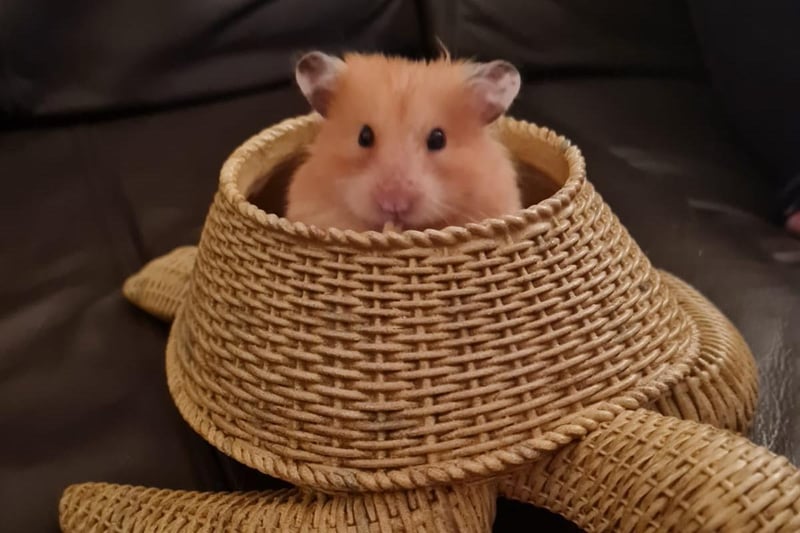 Kirsty Gray shared this picture of her hamster Barney.