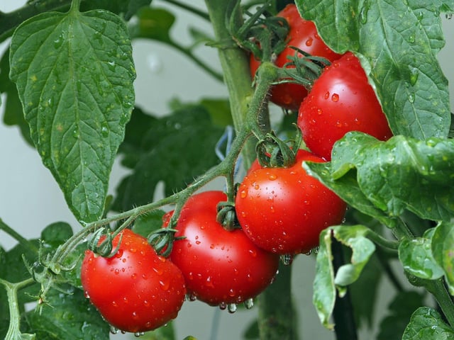 B&Q suggested planting marigolds with your tomatoes plants to keep aphids away.