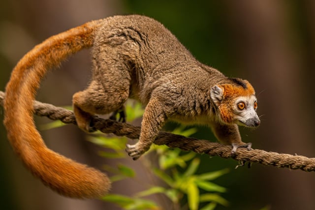 The arrival of three new Crowned Lemurs added an extra bit of magic in the run-up to a fun-packed Easter. The lively trio settled in quickly to life at Lemur Woods and became visitor favourites.