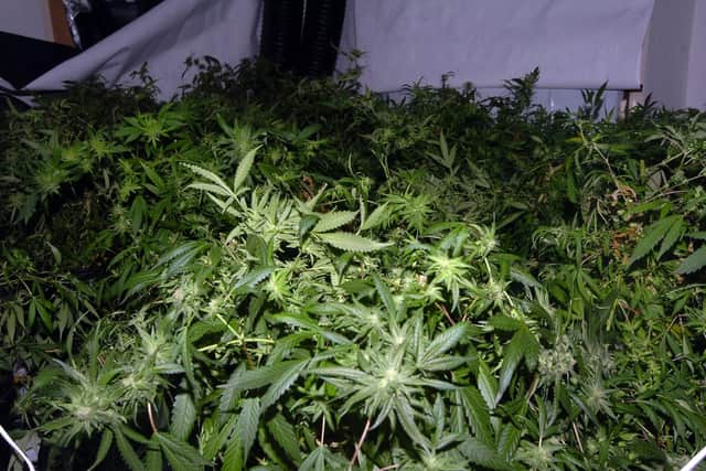 File photo. 10 men allegedly linked to a major cannabis operation in Yorkshire, Wales and the Midlands have been arrested in a large scale police sting.