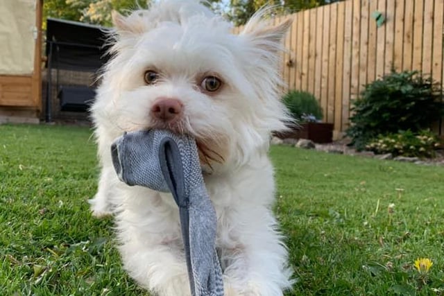 Cheeky Benji playing with a sock. Shared by Sophie Norton.