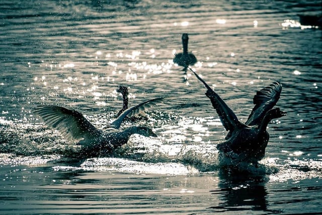 Swans enjoying the sunshine by @thatfotobnw.