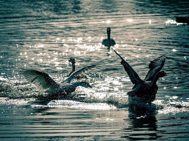 Swans enjoying the sunshine by @thatfotobnw.