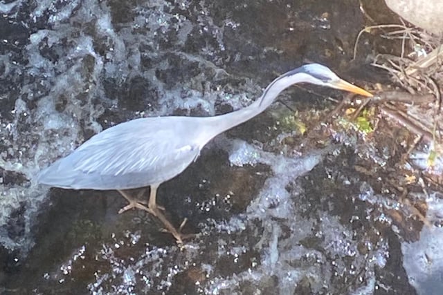 "We were lucky enough to see the wonderful heron that seems to reside at Rivelin."