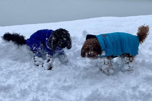 This dynamic duo, Ruby and Tayto, appear to have armed themselves with snowballs in their fur as they braved the weather.