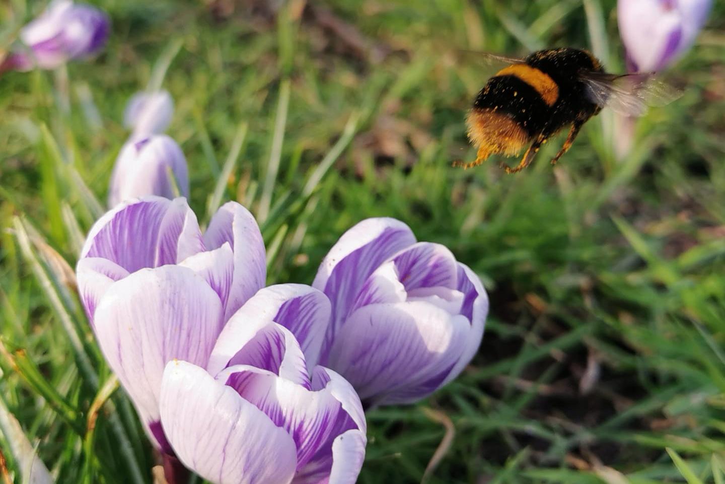 Flowers in bloom. Picture: Katie Puddicombe