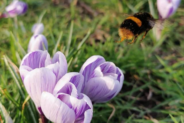 Flowers in bloom. Picture: Katie Puddicombe