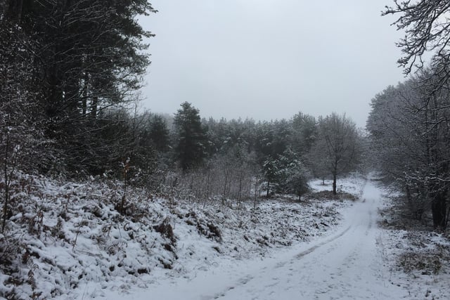 Snowy winter wonderland in the forest near Sherwood Pines