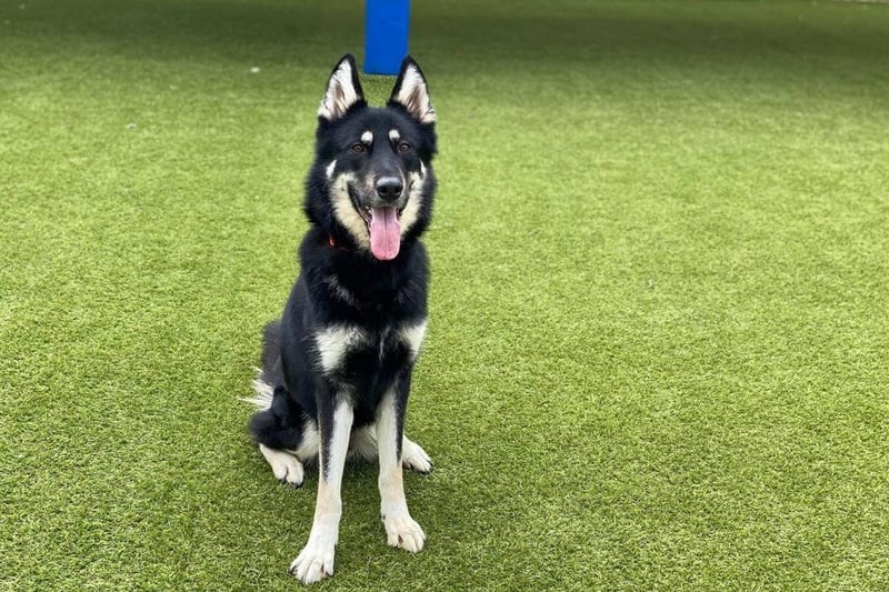 “Kaiser is a playful boy, who loves having fun with his human pals. He enjoys playing ball, and showing off for treats. He could potentially live with a cat but no other dogs.”