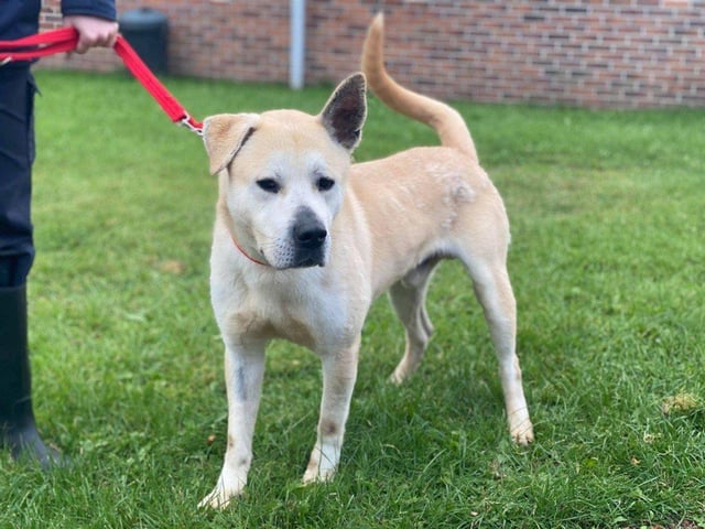 Tyson is the biggest softy you’ll ever meet! He loves having kisses and cuddles and enjoys exploring his surroundings.