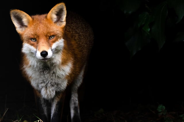 Overall winner and Gardeners world category winner -A fox in Wescliff on sea, Essex.