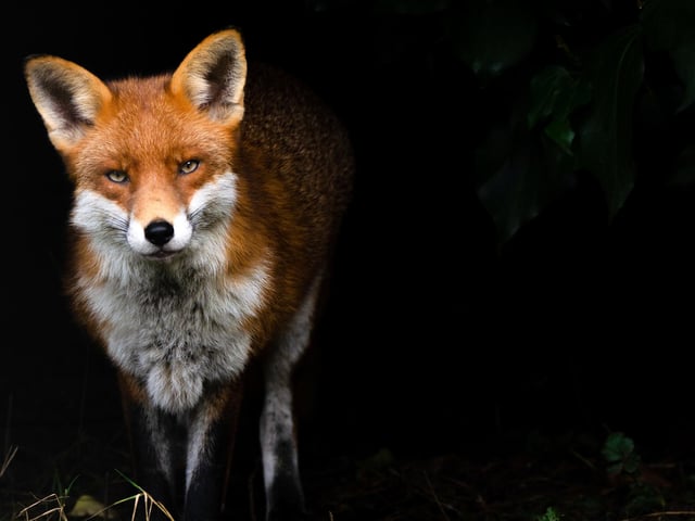 Overall winner and Gardeners world category winner -A fox in Wescliff on sea, Essex.