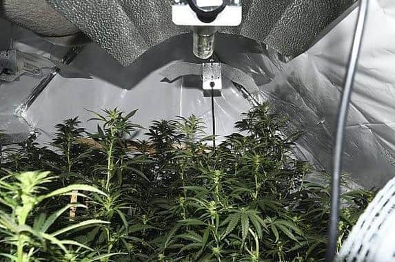 Cannabis plants were found growing in a house in  Lytton Crescent, Parson Cross, Sheffield