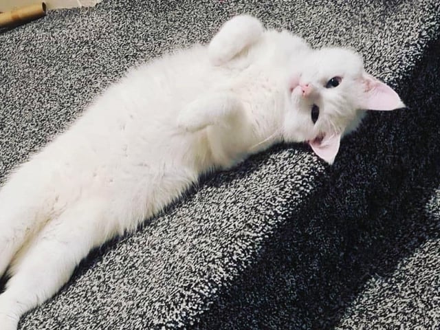 Finley the cat shared by Katie Orr.