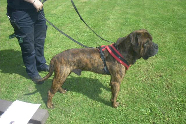Sheffield couple banned from keeping animals after dog found in ...