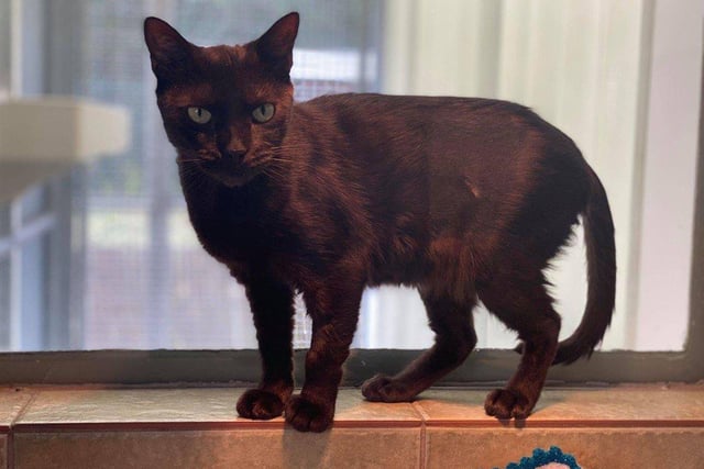 Luna is a very sweet girl who loves the company of her human pals and will come to you for cuddles. She is very chatty and will let you know when she wants attention.