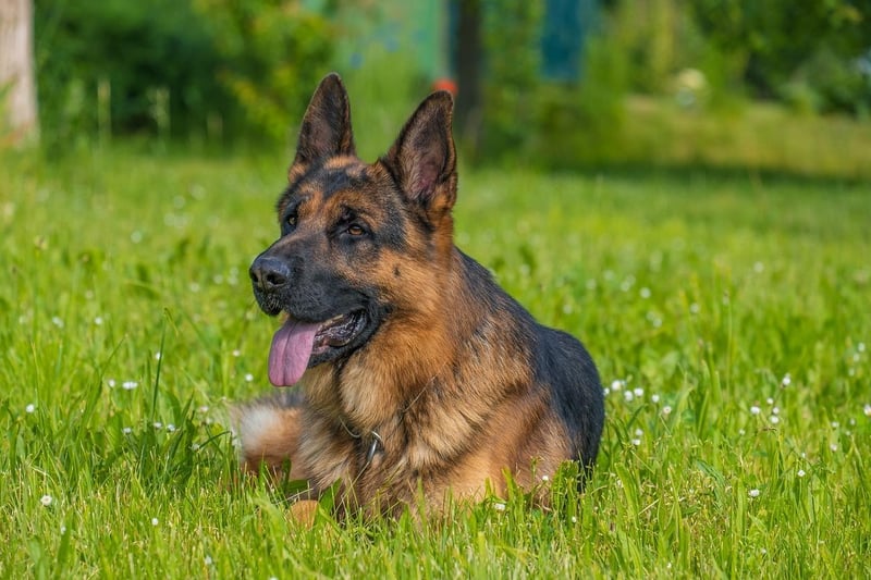 German Shepherds ranked at number five. Also known as Alsatians, the friendly, working dogs are known for being loyal.