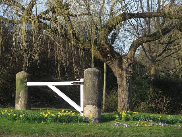 Crocuses & Daffodils at Hunters Bar by John Scholey