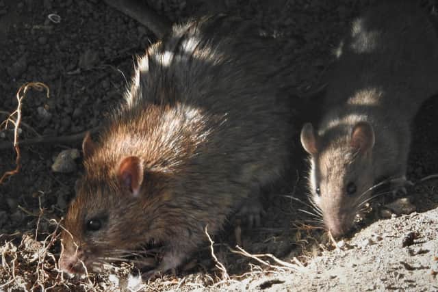 Brown rats. Picture: Prof Ian D Rotherham