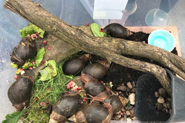 Giant African Land Snails under specialist care after being found in Sheffield by a member of the public.