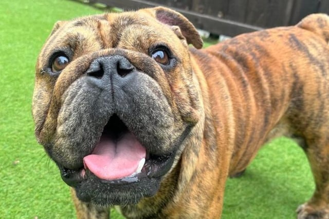 One-year-old Taz is full of character and loves the limelight. He needs a confident home as he will push boundaries. Taz has shown no issues around other dogs, but due to his age he can 'hump' other dogs when he's excited. He will be neutered soon on the advice by the vets, but at the moment he will be best suited to a pet-free home. He loves food and is friendly with everyone he meets - he's sure to be lots of fun.