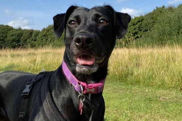 The black whippet crossbreed is approximately four years old. Layla is a lovely girl that likes to spend time with people and get up to some mischief. She is usually very nervous around new people, but will react with slow introduction and treats.