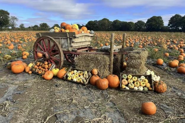 Mr Pumpkin - rated among the UK's top ten pumpkin-picking patches by Outdoor Toys - welcomes visitors from October 4 to October 31 (ticketed admission). Visitors can choose from 50 different varieties of the 90,000 pumpkins that were planted for the season. Alongside the orange and white pumpkins are star shaped ones, warty ones and stripy pumpkins. There's also a pumpkin trail with proceeds from that going to the Air Ambulance. Admission tickets to Mr Pumpkin cost Tickets are priced at £3.50 (16 years and over) on peak dates and £2.50 at other times. Children aged 3-15 are free entry during off peak dates (when accompanied by someone 16 and over), and £1 each on peak dates. Children under 3 are free entry and do not require a ticket. Book your place at https://www.tickettailor.com/events/mrpumpkin/2351666 (photo courtesy of Mr Pumpkin)