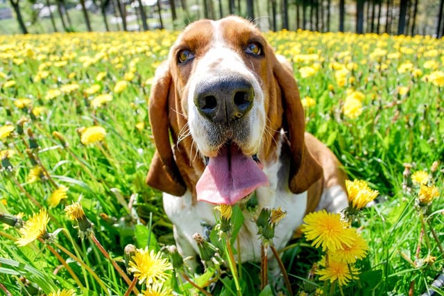 This breed of dog has been praised for following scents without getting distracted, and remaining calm while doing so. They can also develop a loyal partnership with their owner through training, but this may take some persistence and patience (Photo: Shutterstock)