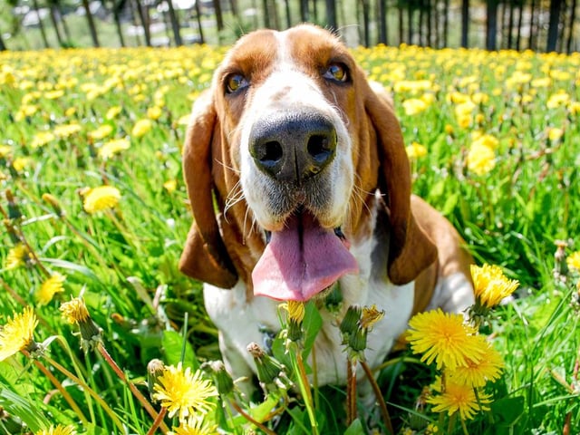 This breed of dog has been praised for following scents without getting distracted, and remaining calm while doing so. They can also develop a loyal partnership with their owner through training, but this may take some persistence and patience (Photo: Shutterstock)
