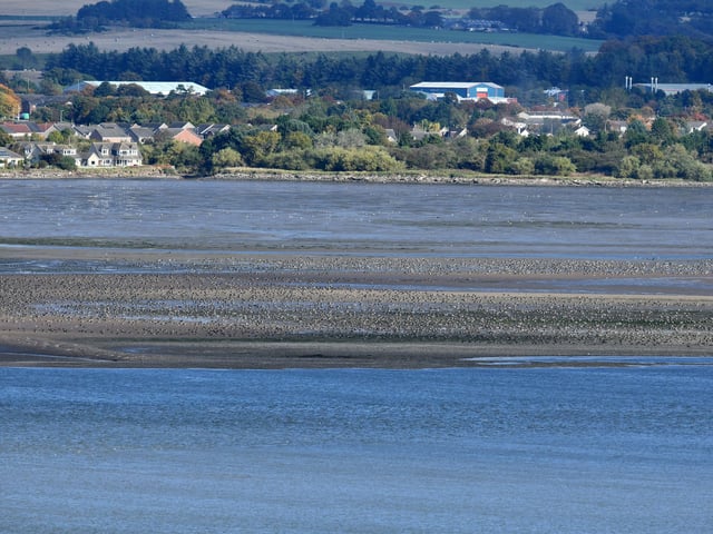 Pink-footed geese gather at Montrose Basin.