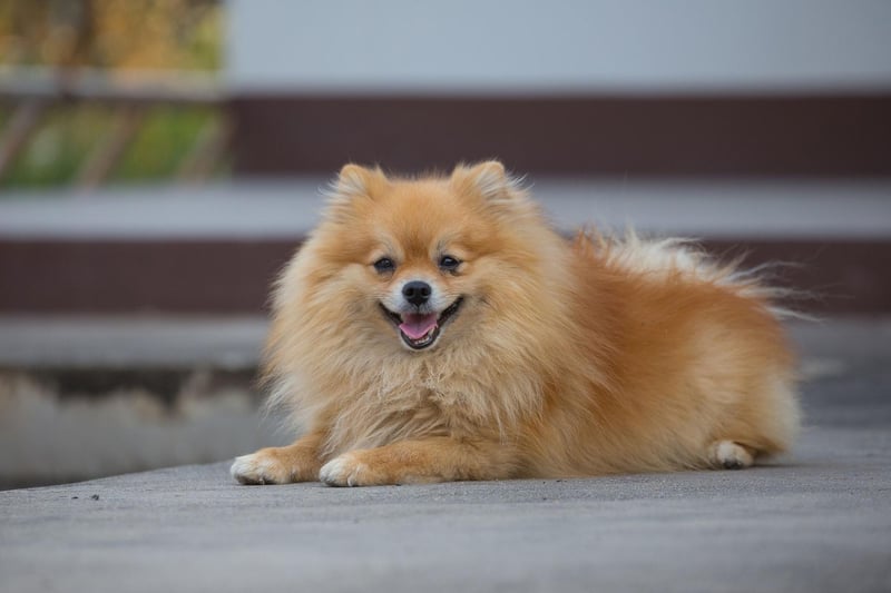 Furry they may be, but did you know a Pomeranian doesn't require a lot of grooming? While their coat requires brushing daily which to help reduce shedding, Poms rarely need to be heavily groomed.