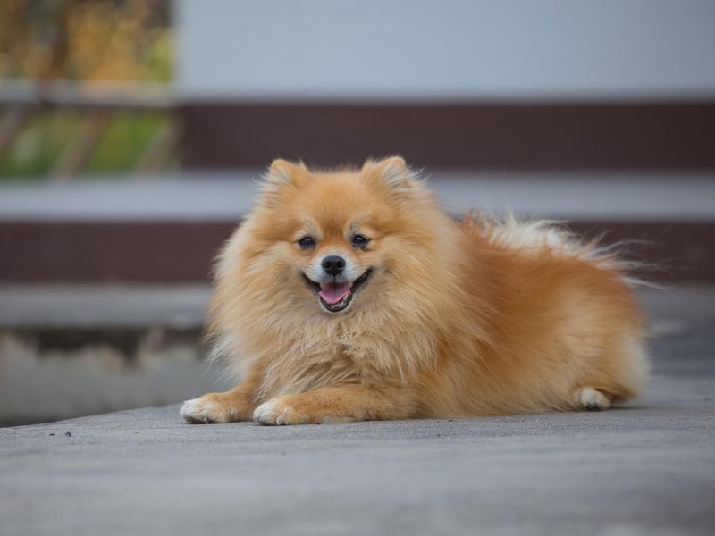 Furry they may be, but did you know a Pomeranian doesn't require a lot of grooming? While their coat requires brushing daily which to help reduce shedding, Poms rarely need to be heavily groomed.
