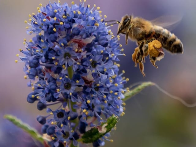 Photographer @theskysthelimit.photography took this macro shot of a bumble bee when flowers were blooming.