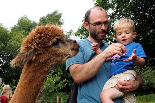 Life drawing sessions are being held at Holly Hagg Community Farm, where alpacas will take the starring role. Picture: David Bocking.