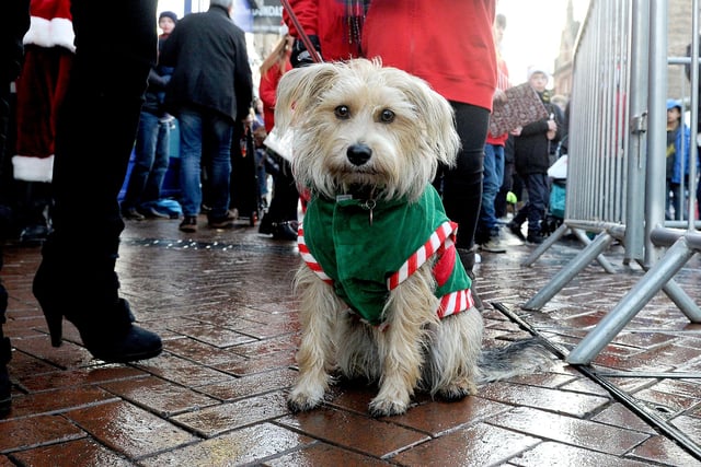Furry friends were not forgotten at Grangemouth Christmas lights switch on ceremonies