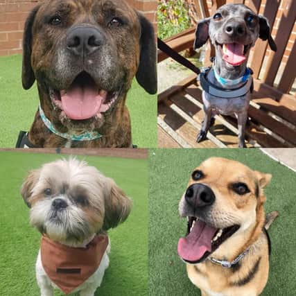 These are the rescue dogs currently up for adoption and fostering at Thornberry Animal Sanctuary near Sheffield.